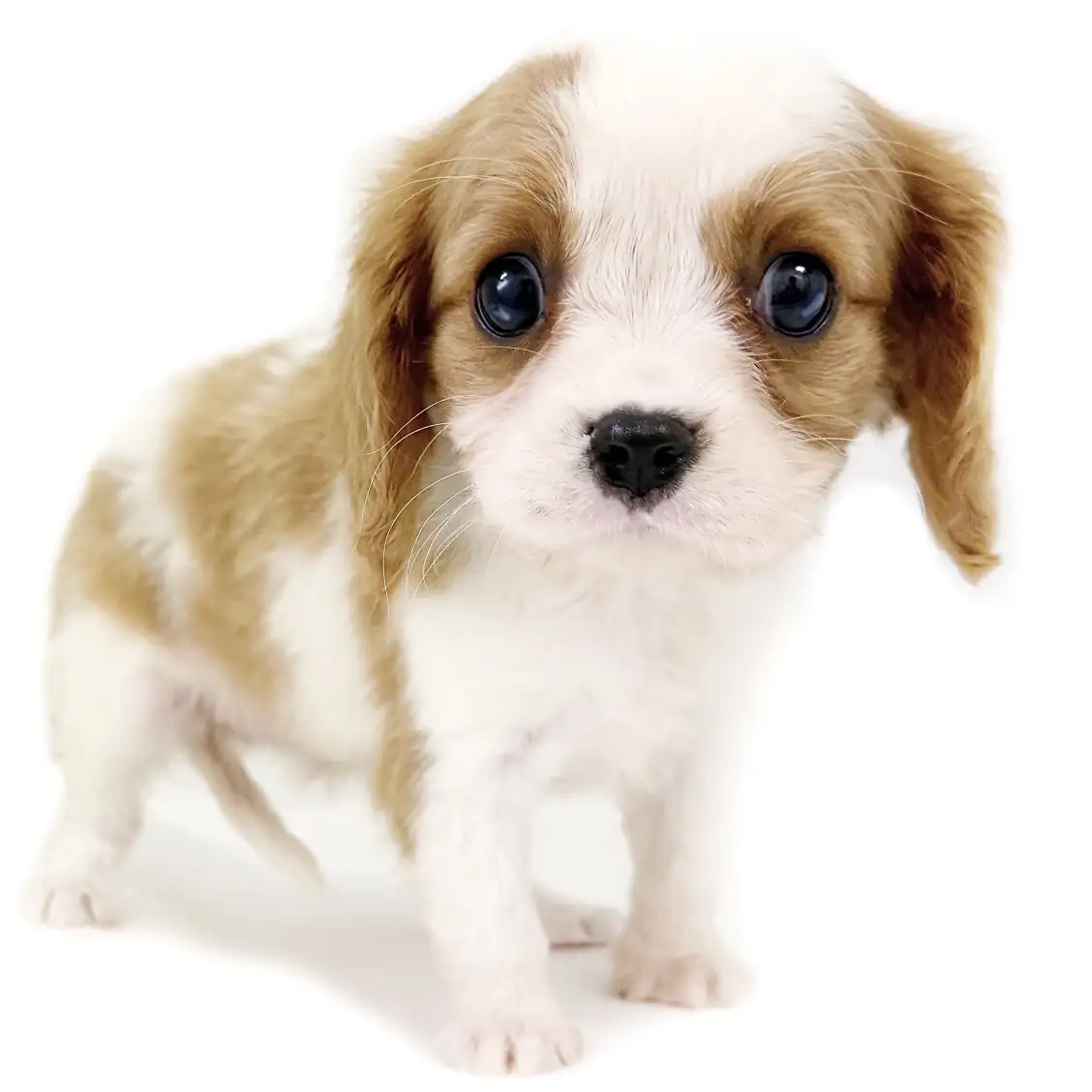 キャバリア・キングチャールズ・スパニエル