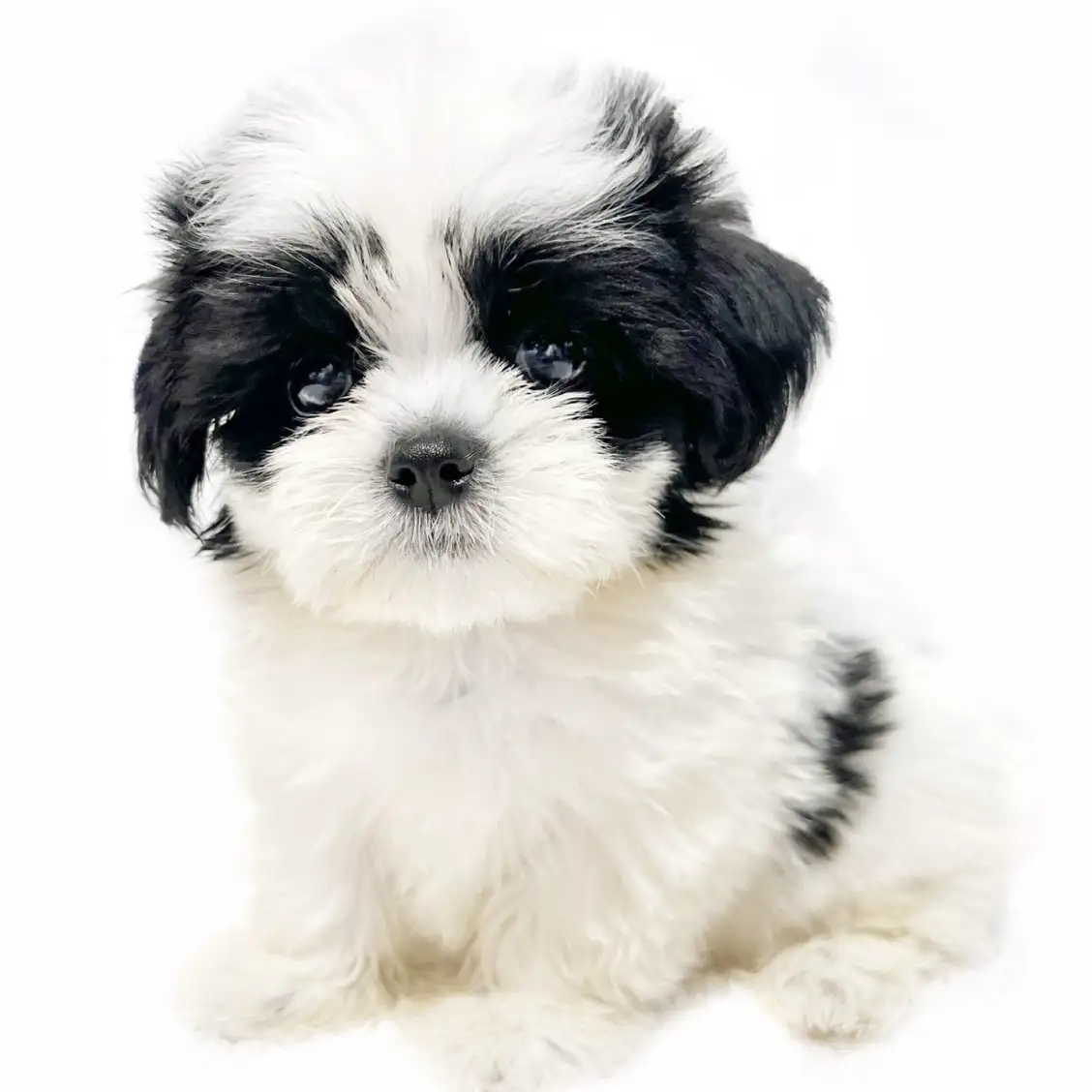 MIX(マルチーズ×シーズー)