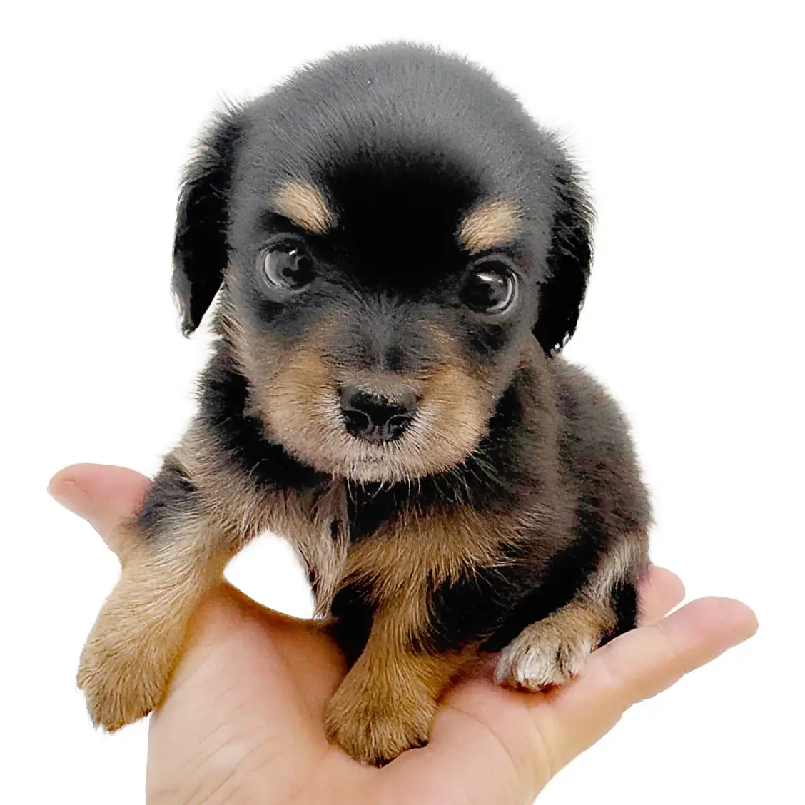 MIX（チワワ×ミニチュアダックスフント）