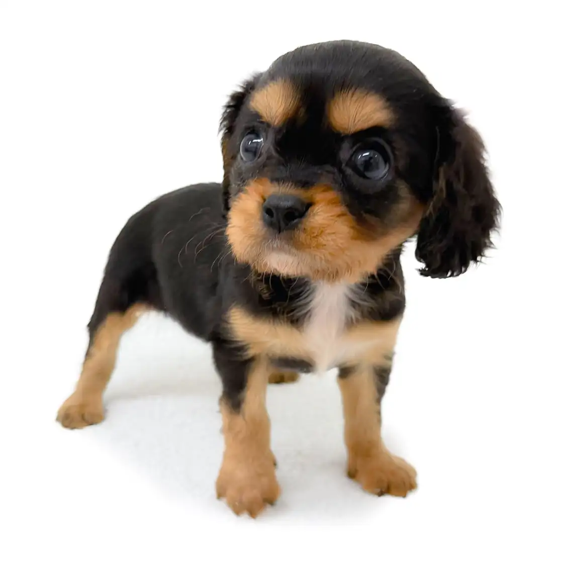 キャバリア・キングチャールズ・スパニエル