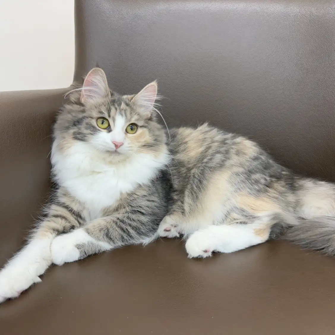 ノルウェージャンフォレストキャット