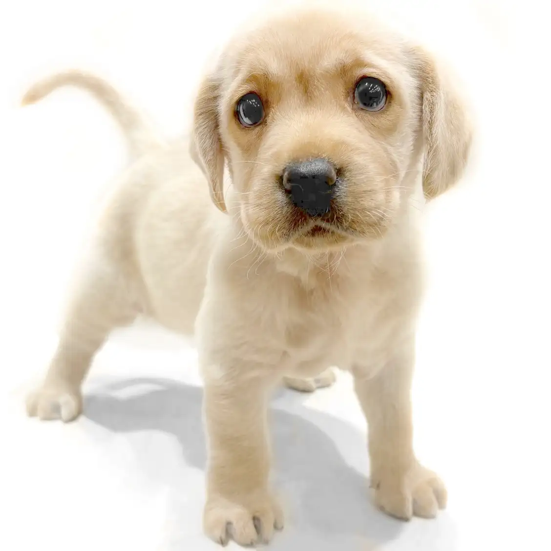 ラブラドールレトリバー