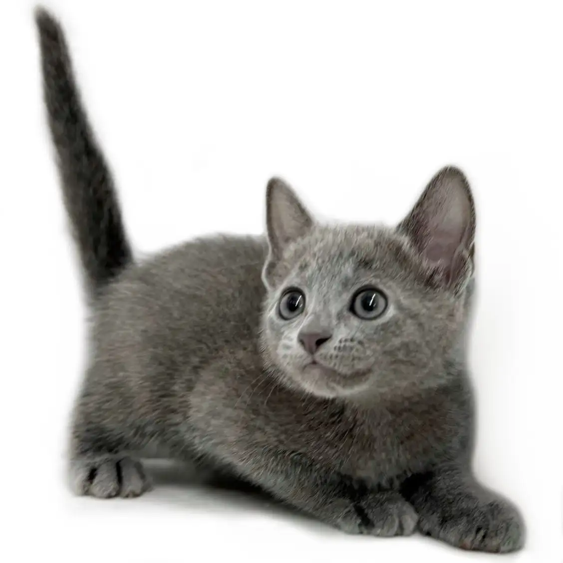 ロシアンブルー