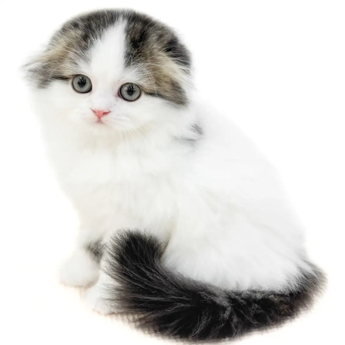 スコティッシュフォールド