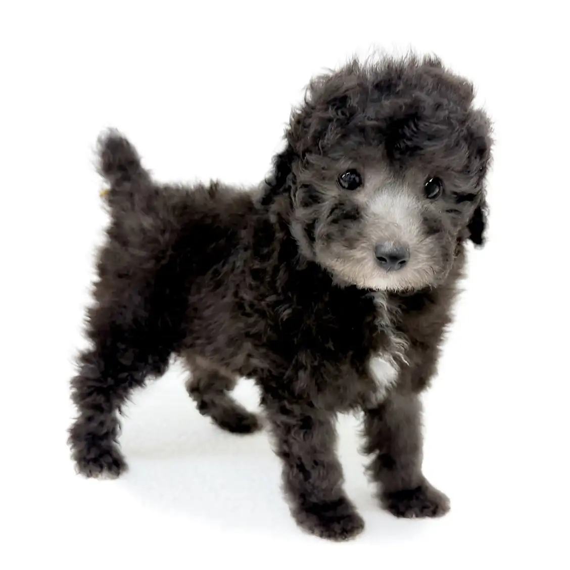 トイ・プードル