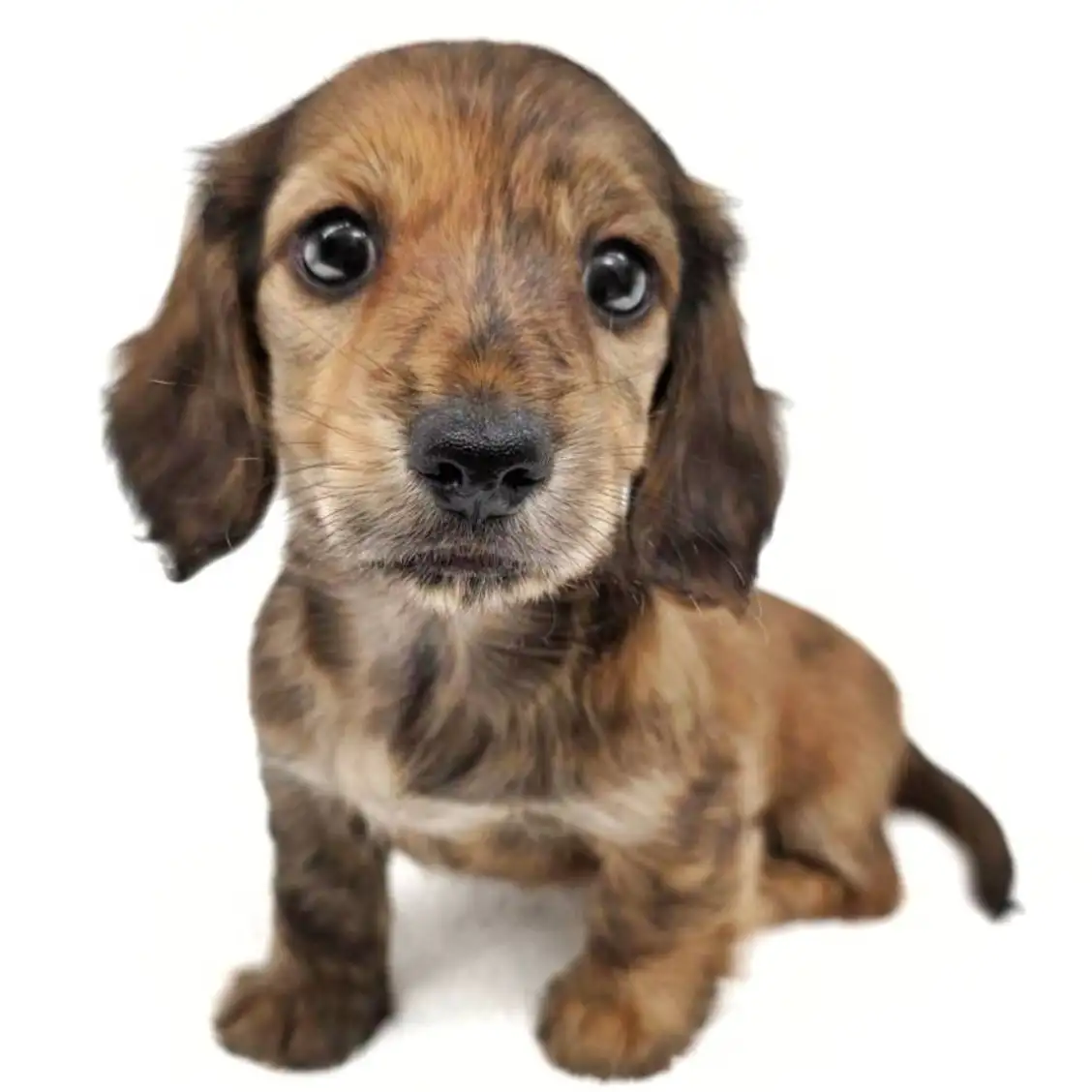 ミニチュア・ダックスフント