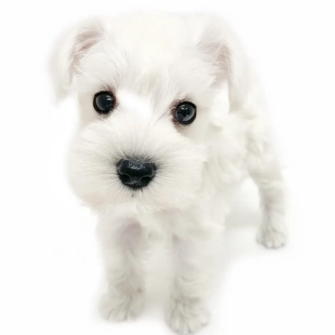 ミニチュア・シュナウザー