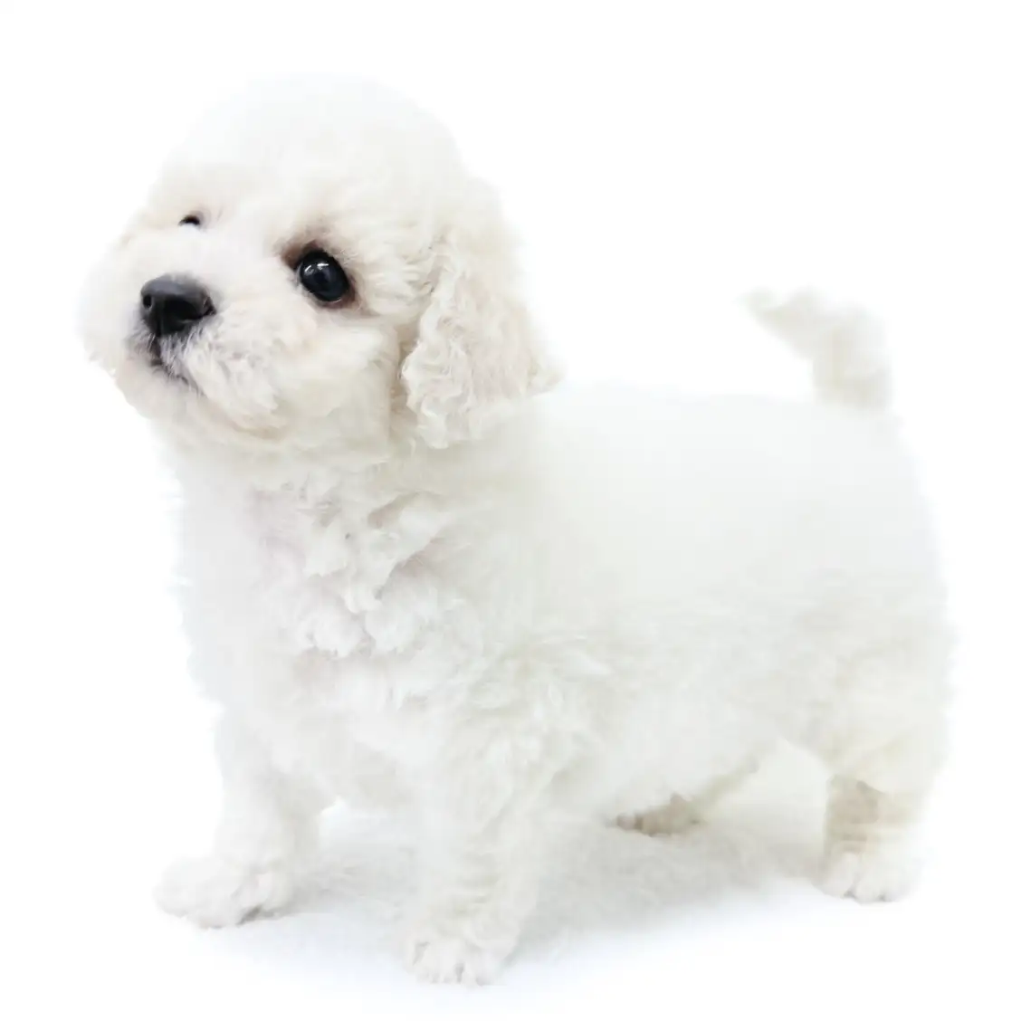 ビションフリーゼ