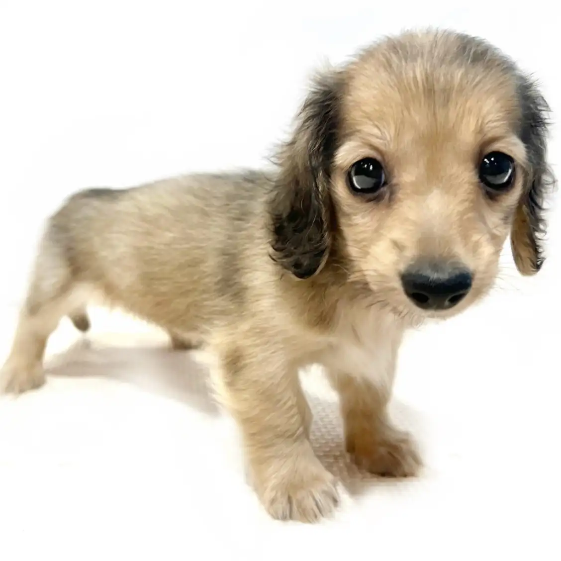 カニンヘン・ダックスフント