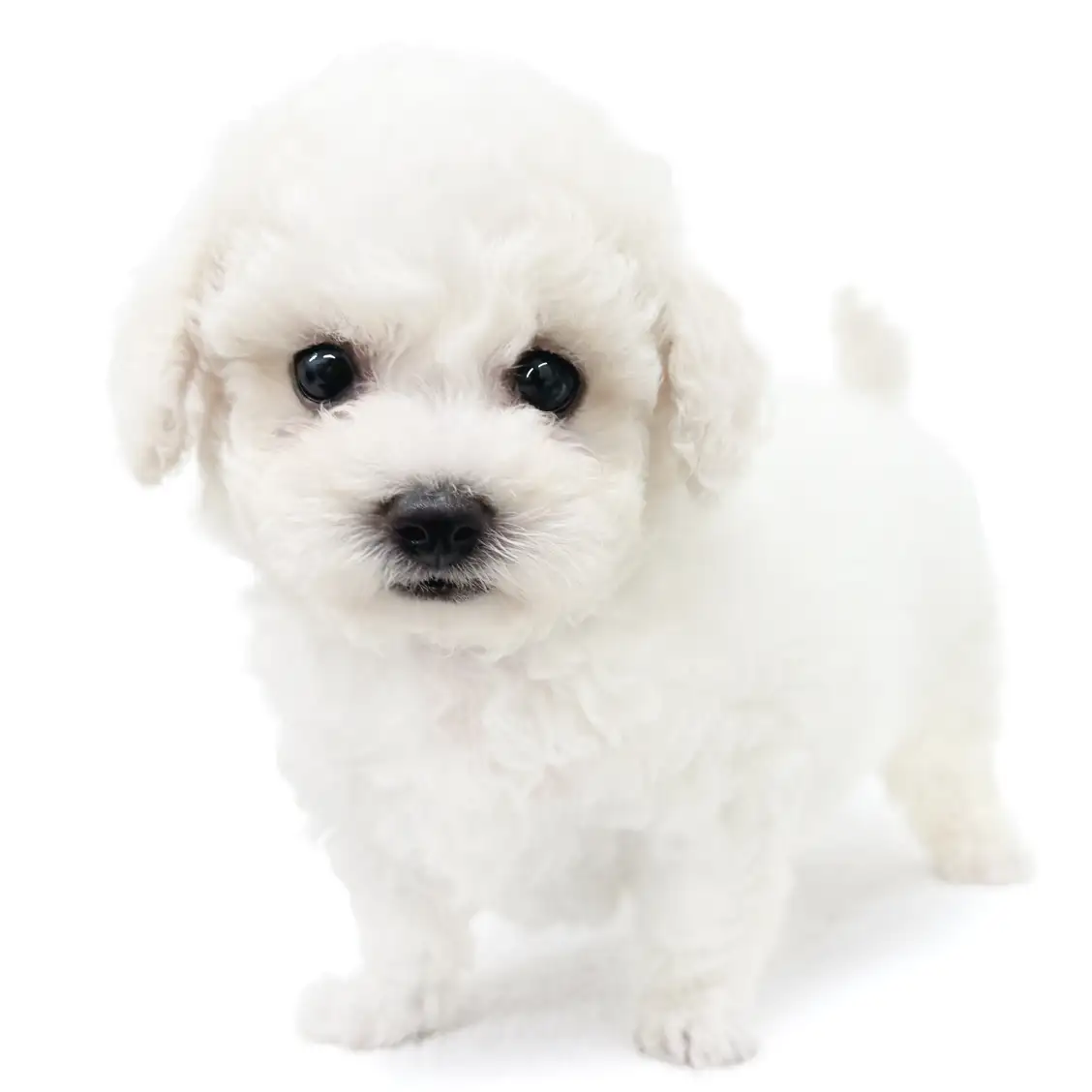 ビションフリーゼ