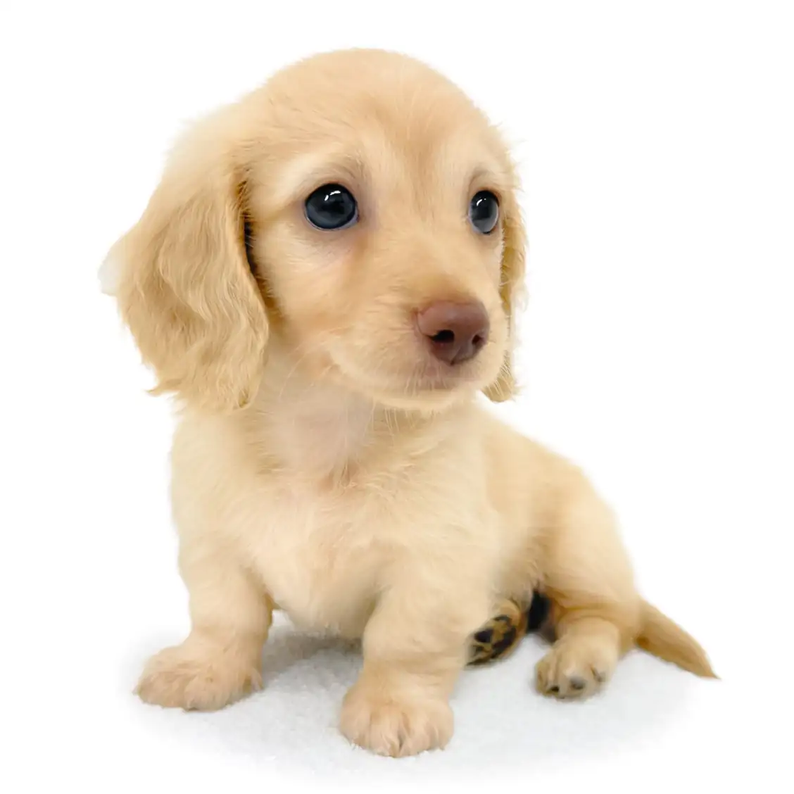 ミニチュア・ダックスフント