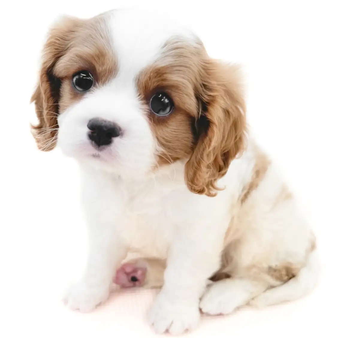 キャバリア・キングチャールズ・スパニエル