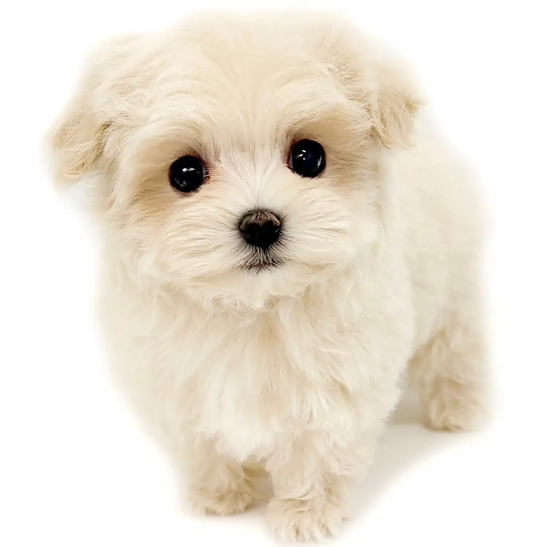 MIX(トイプードル×マルチーズ)