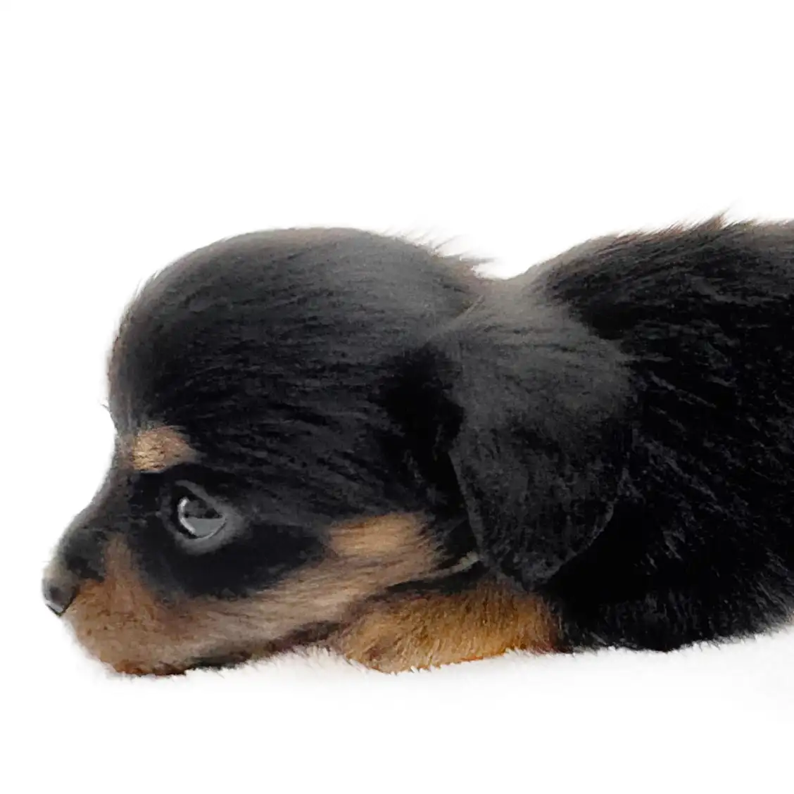 MIX（チワワ×ミニチュアダックスフント）