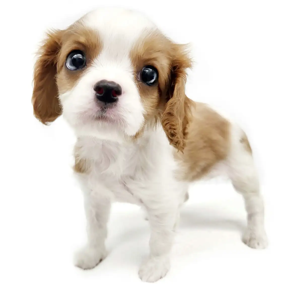 キャバリア・キングチャールズ・スパニエル