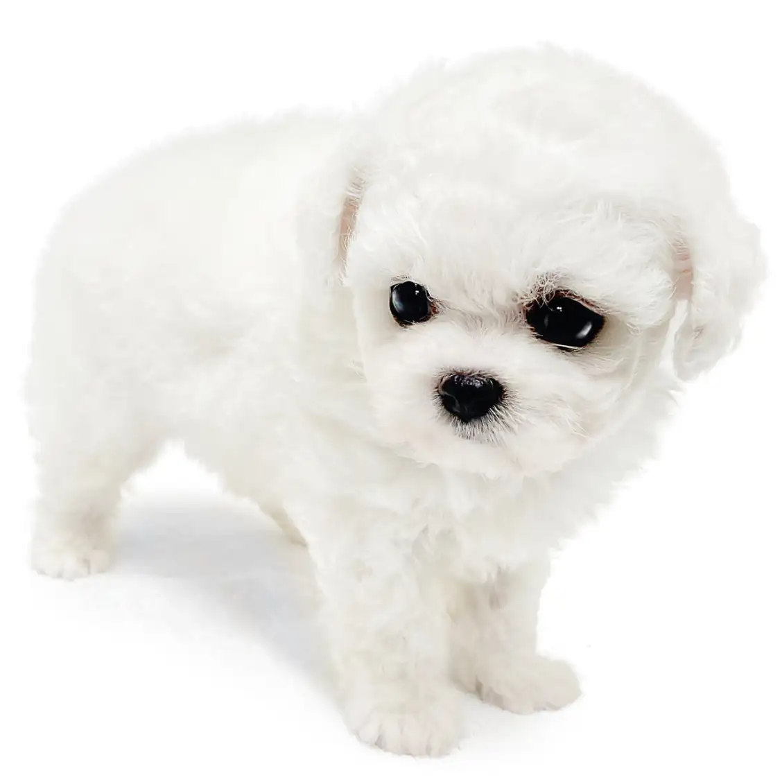 ビションフリーゼ