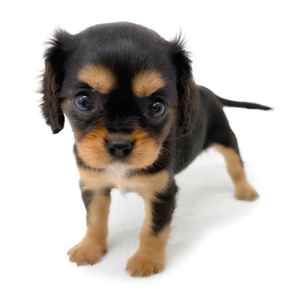 キャバリア・キングチャールズ・スパニエル