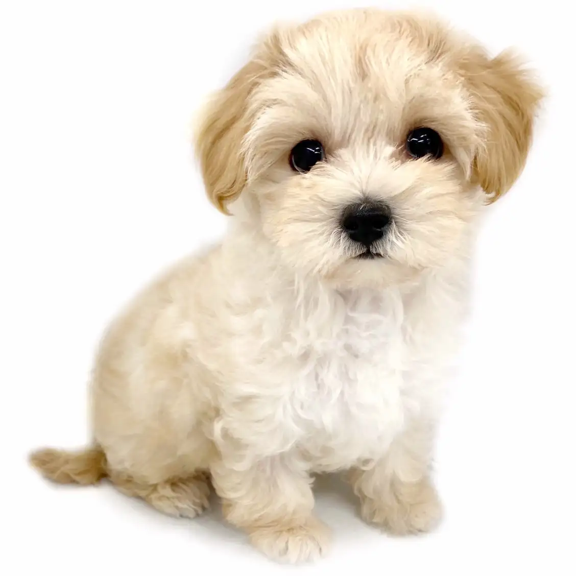 MIX（マルチーズ×トイプードル）