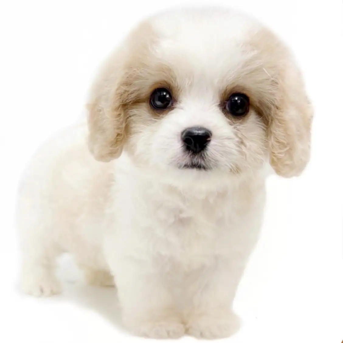 MIX(キャバリアキングチャールズスパニエル×ビションフリーゼ)