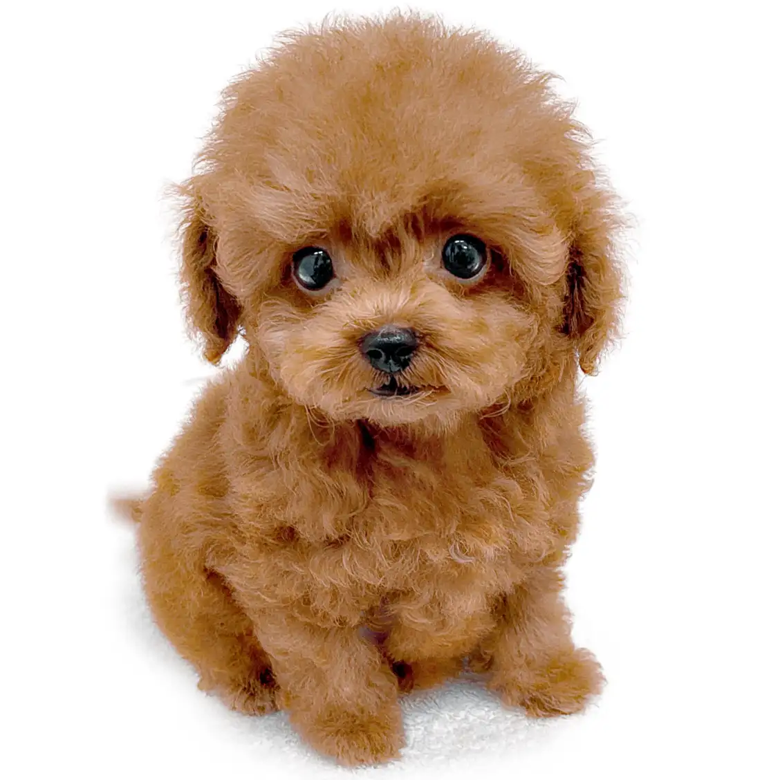 トイ・プードル