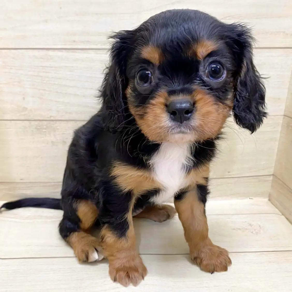 キャバリア・キングチャールズ・スパニエル