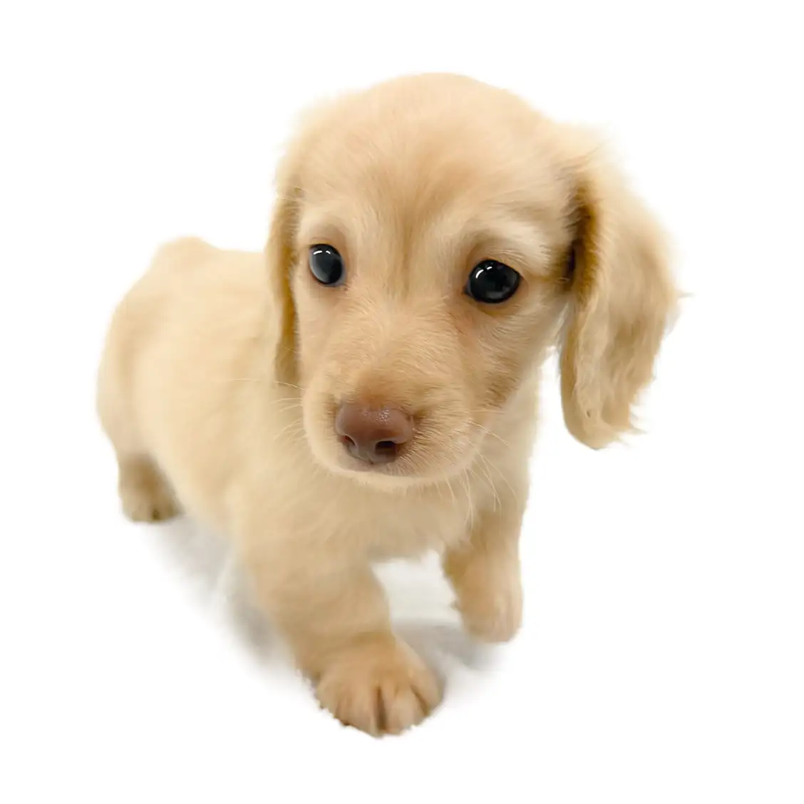 ミニチュア・ダックスフント