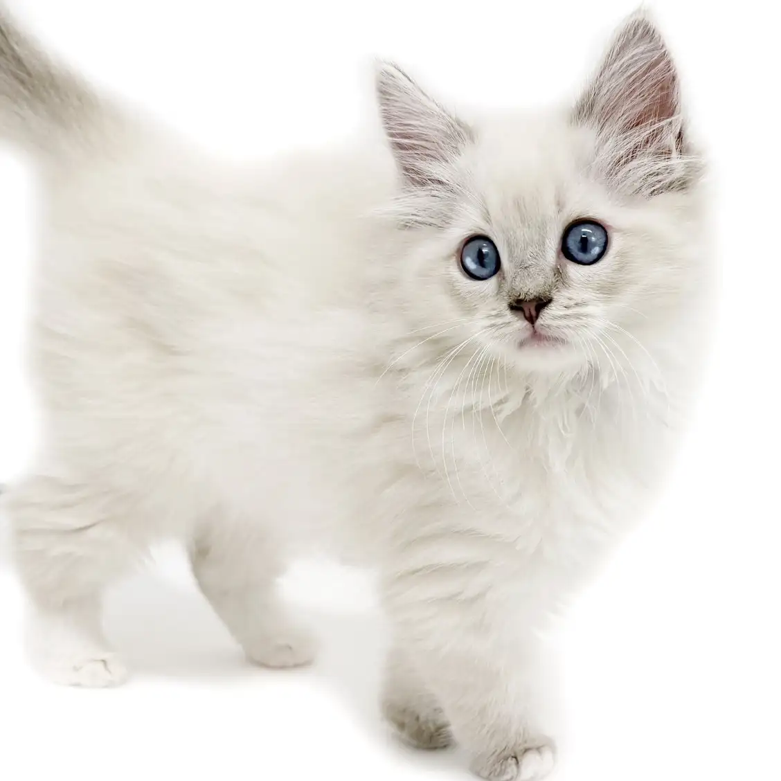 ネヴァマスカレード