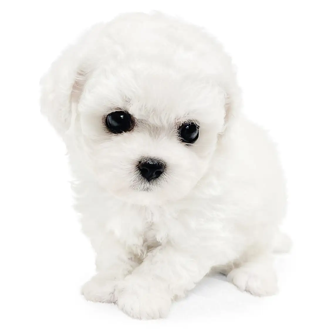 ビションフリーゼ