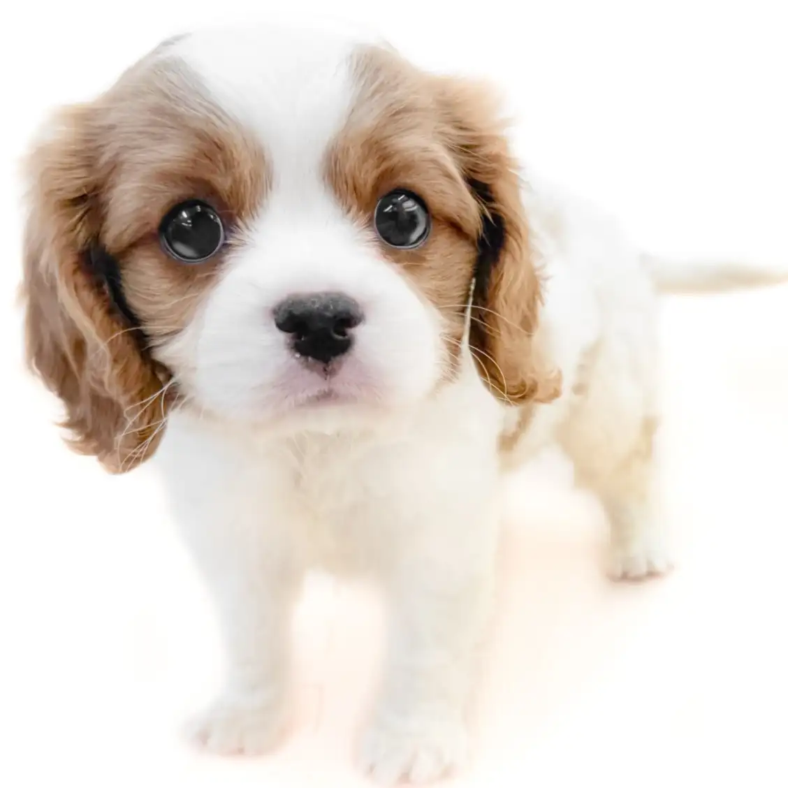 キャバリア・キングチャールズ・スパニエル
