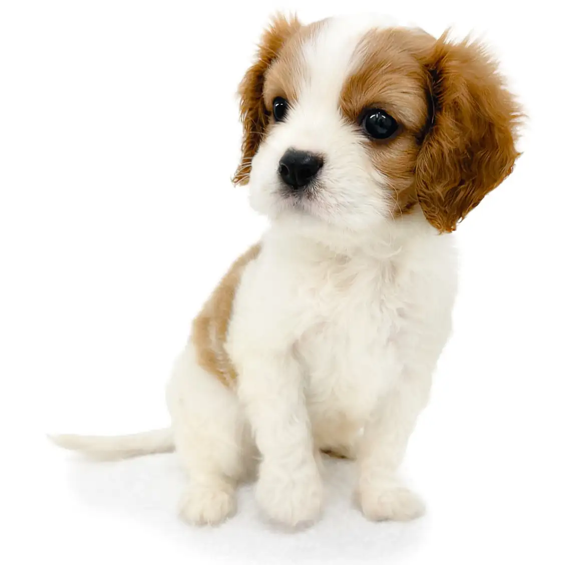 キャバリア・キングチャールズ・スパニエル