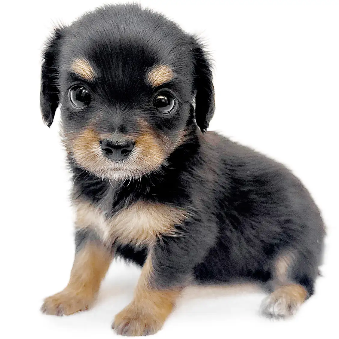 MIX（チワワ×ミニチュアダックスフント）