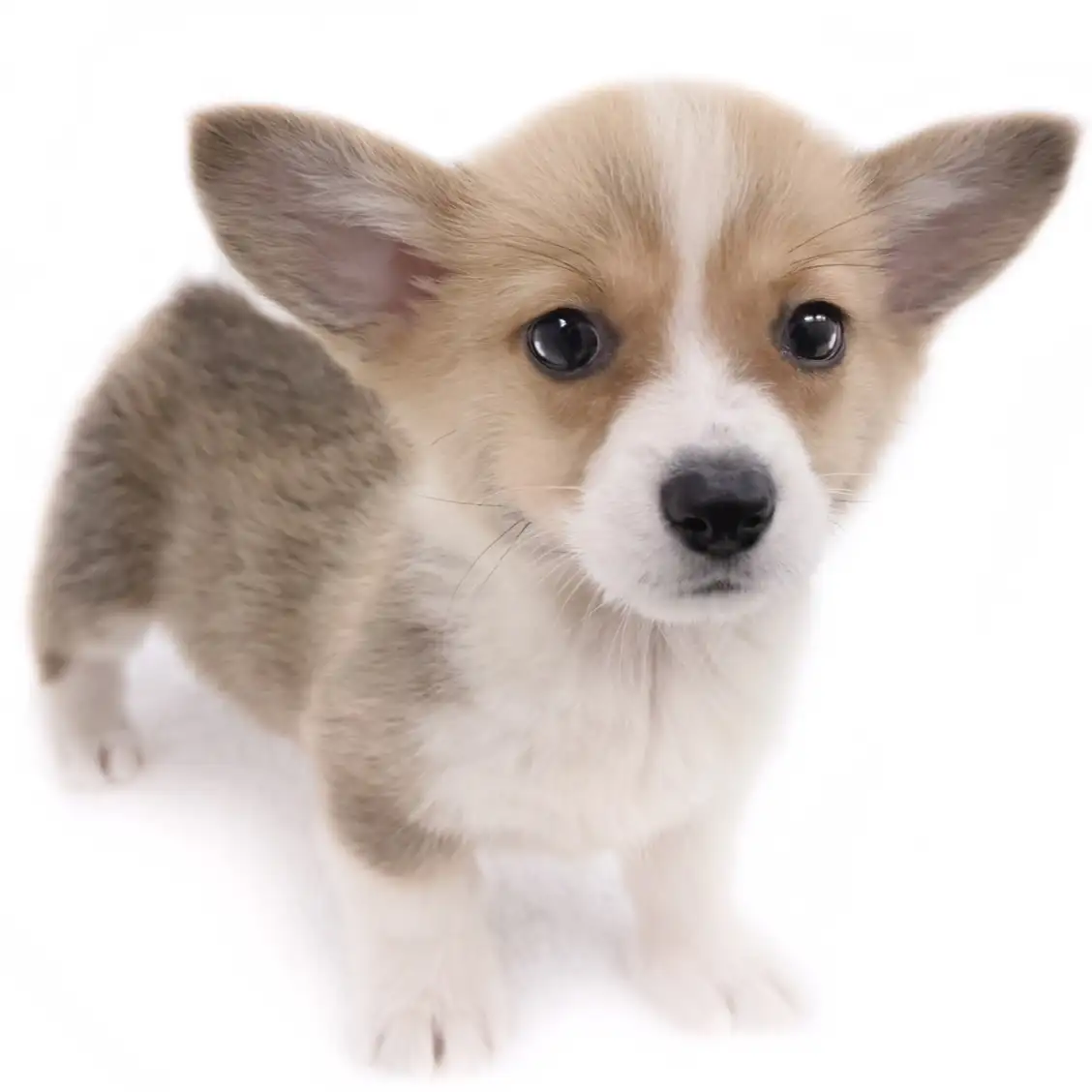 ウェルシュコーギーペンブローク