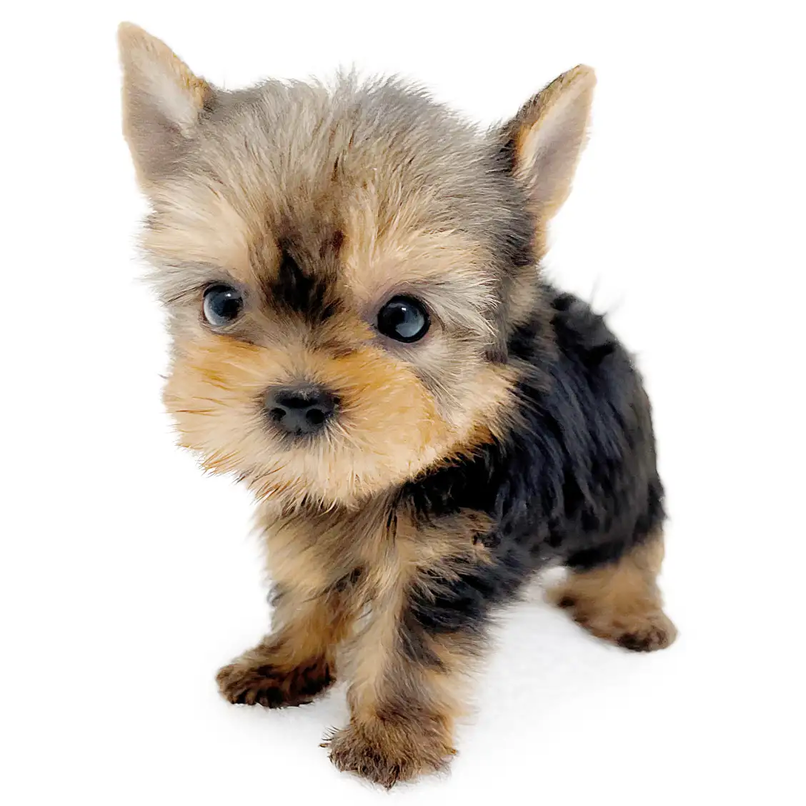 ヨークシャーテリア