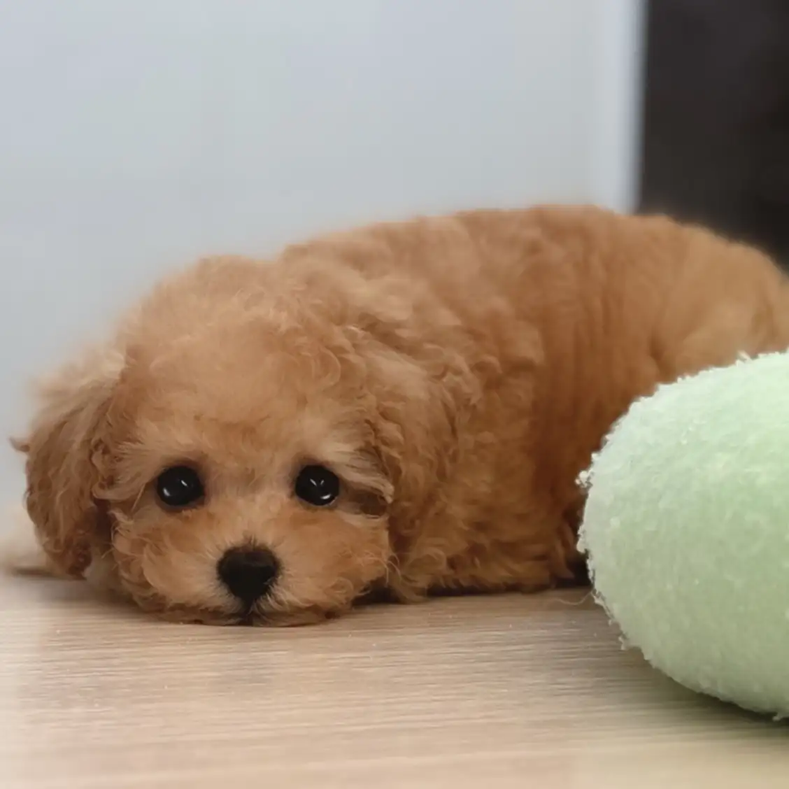 トイ・プードル