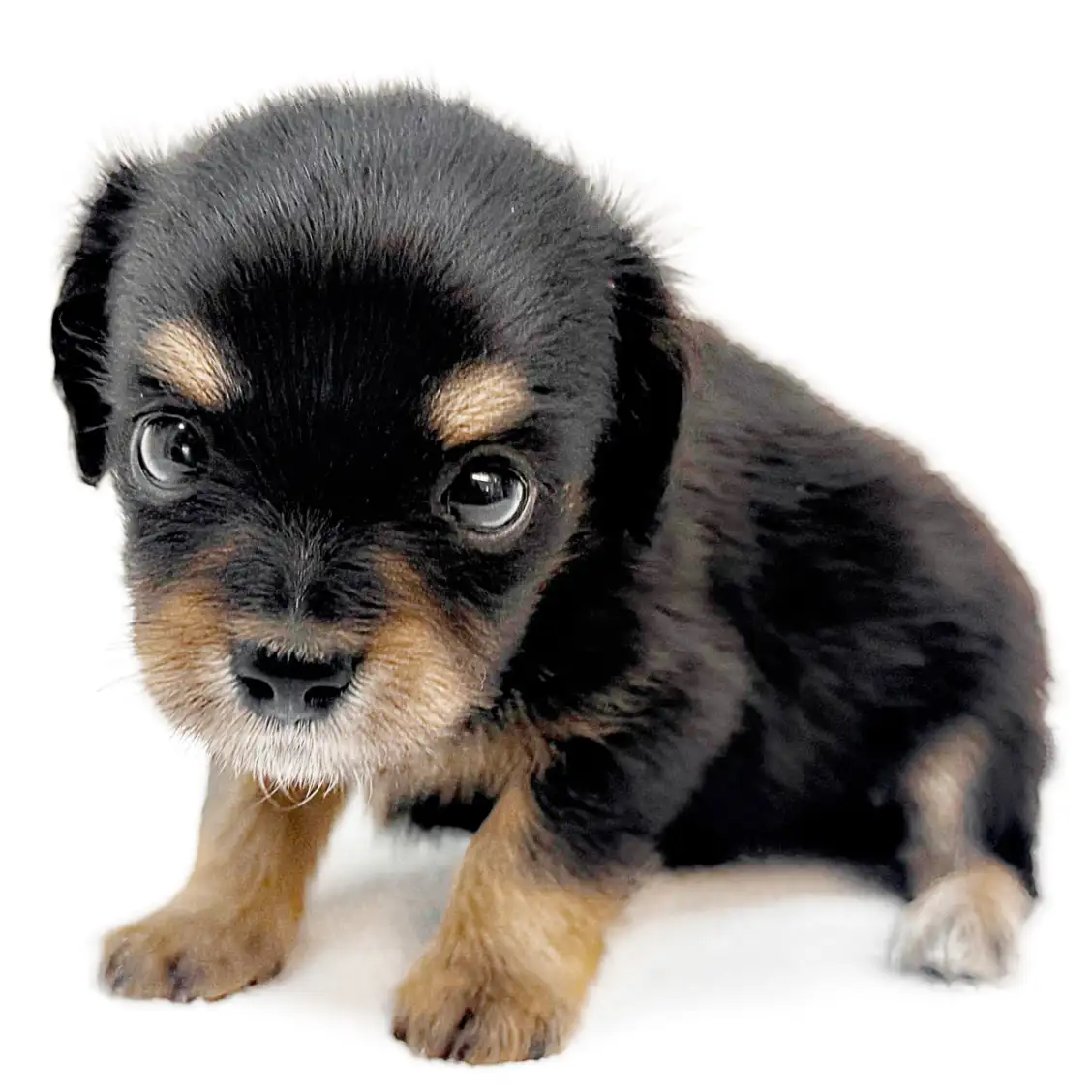 MIX（チワワ×ミニチュアダックスフント）