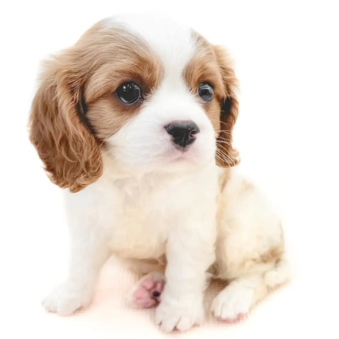 キャバリア・キングチャールズ・スパニエル