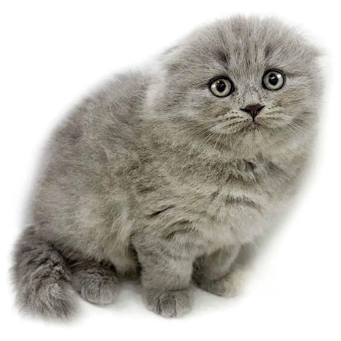 スコティッシュフォールド