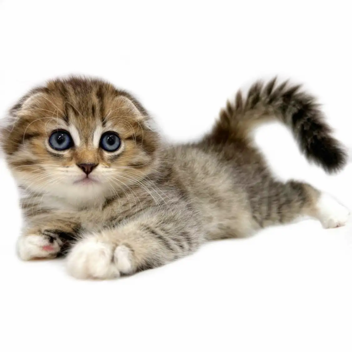 スコティッシュフォールド