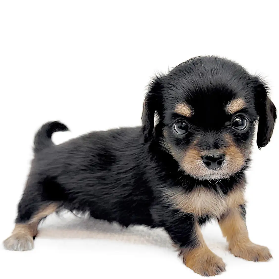 MIX（チワワ×ミニチュアダックスフント）