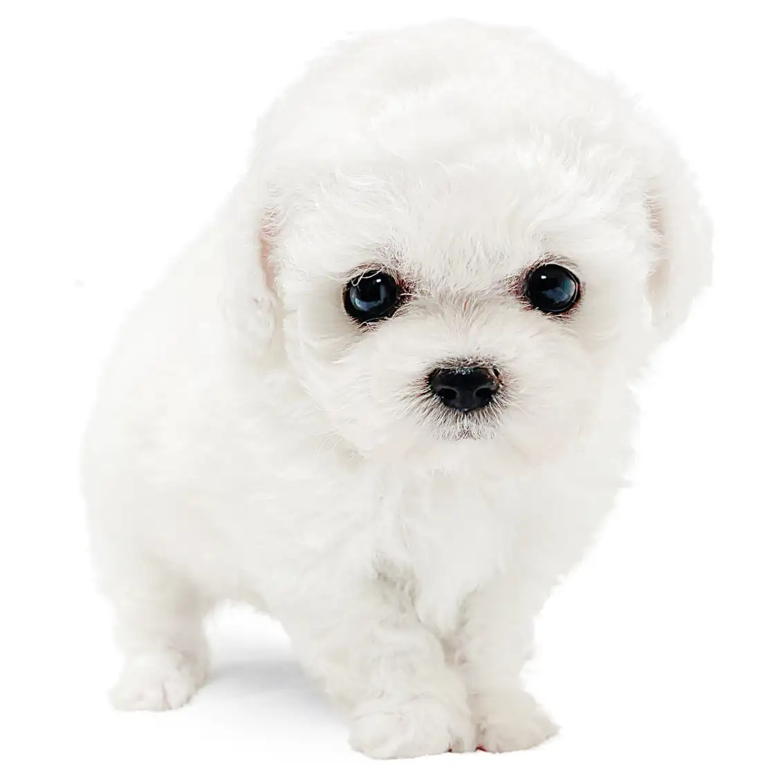 ビションフリーゼ