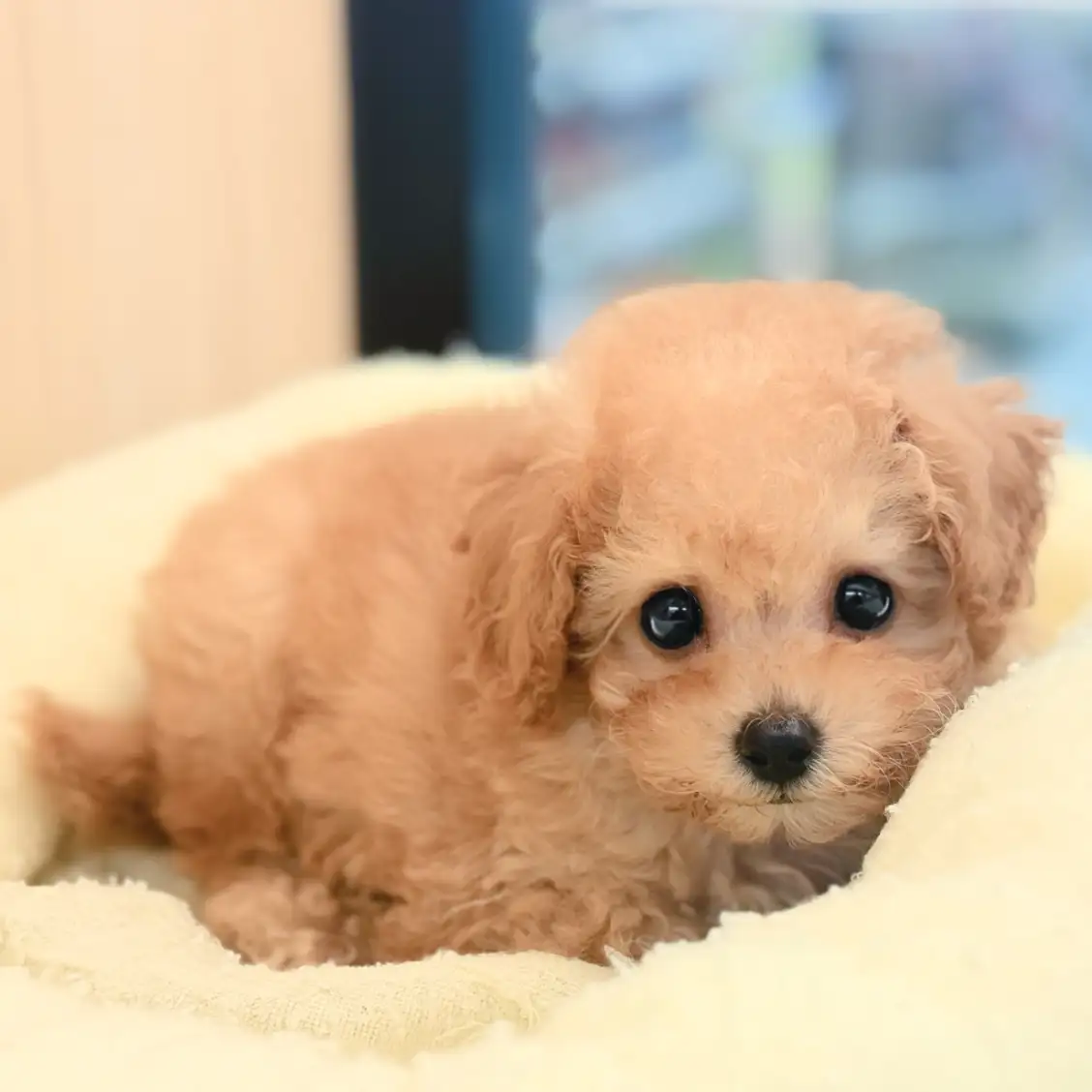 トイ・プードル