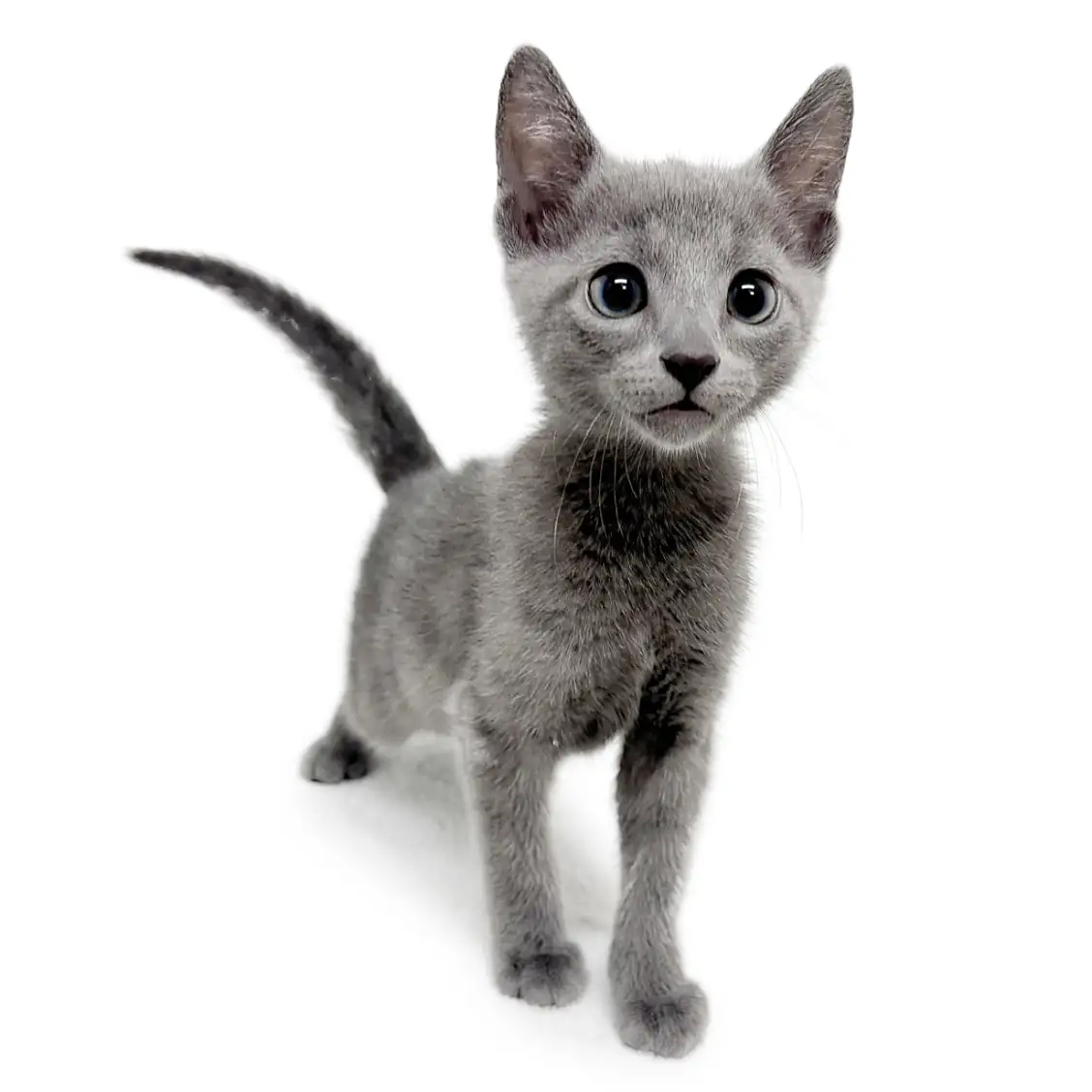 ロシアンブルー