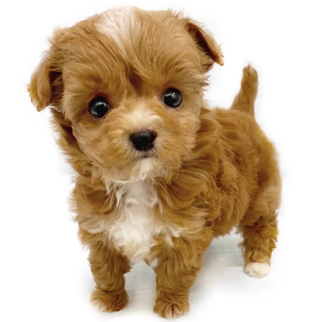 MIX(チワワ×トイプードル)