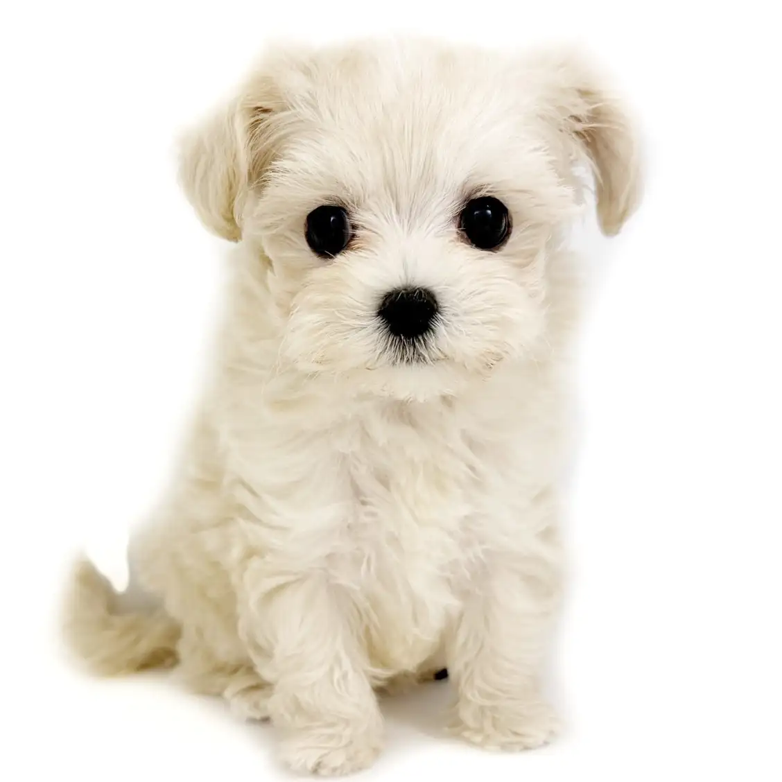 MIX（マルチーズ×トイプードル）