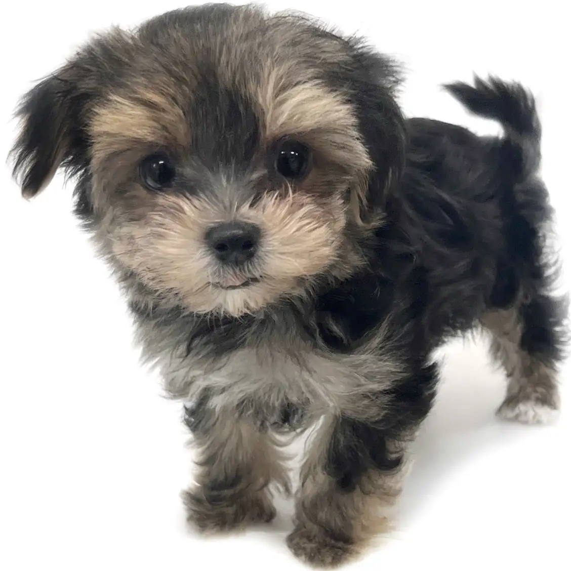 MIX(マルチーズ×ヨークシャーテリア)