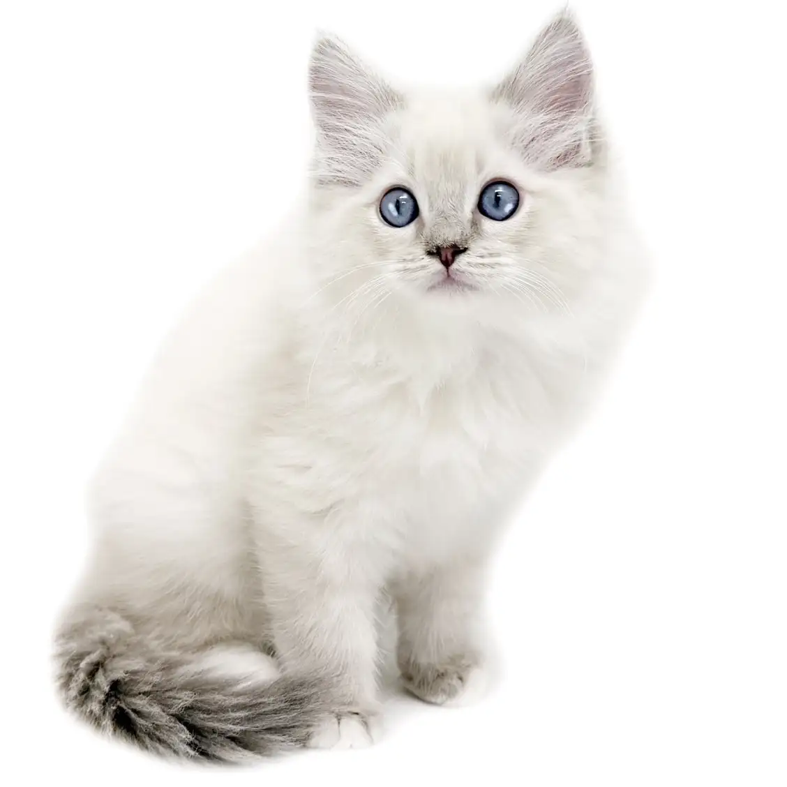 ネヴァマスカレード