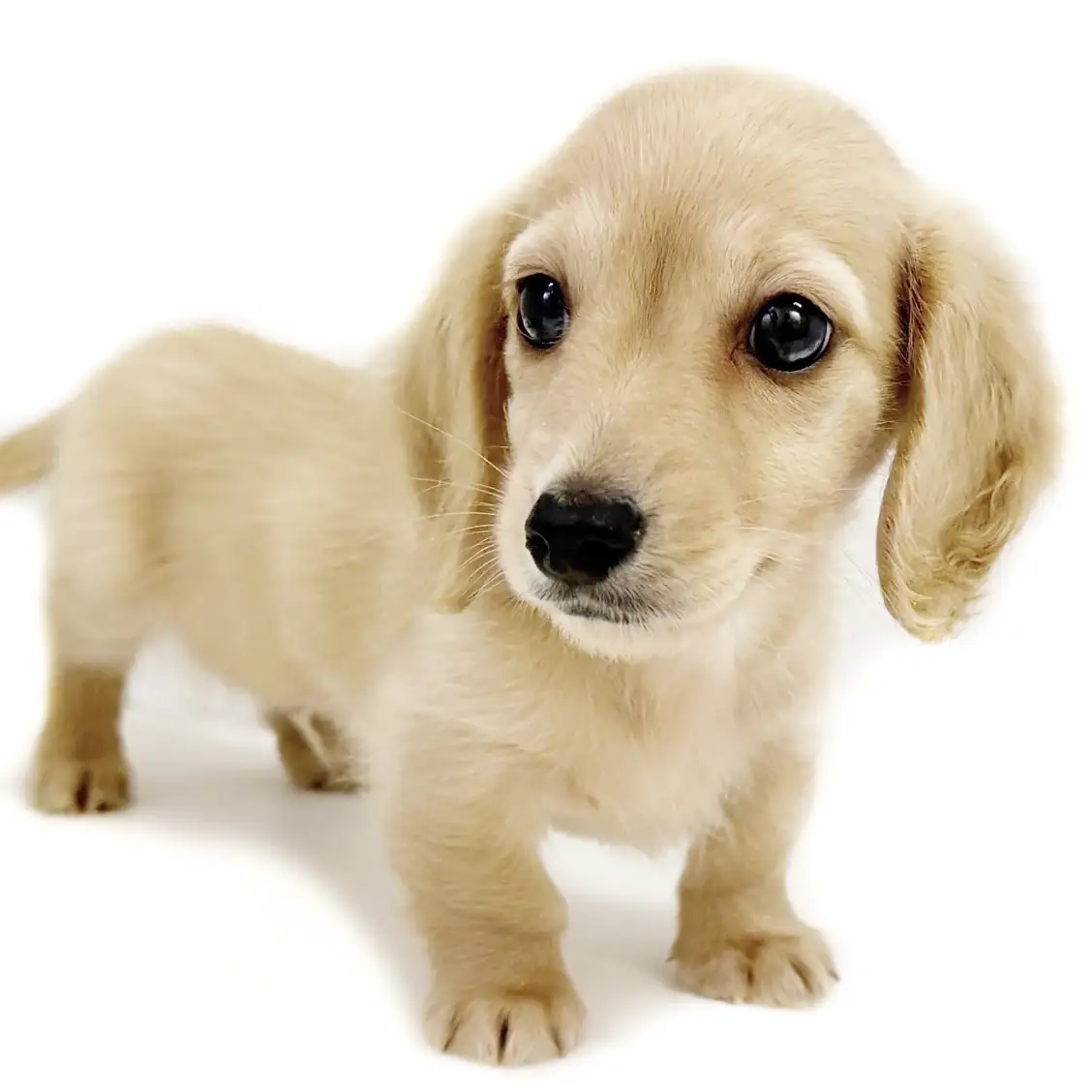 ミニチュア・ダックスフント