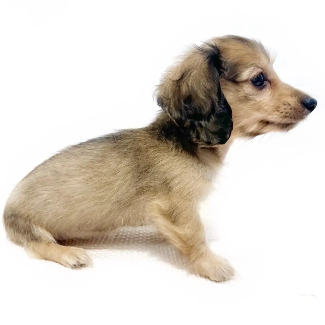 カニンヘン・ダックスフント