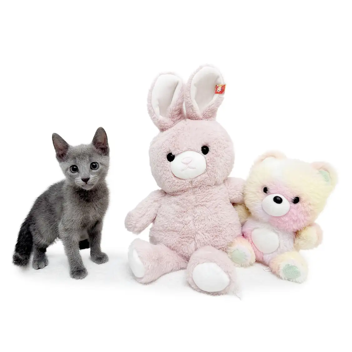 ロシアンブルー