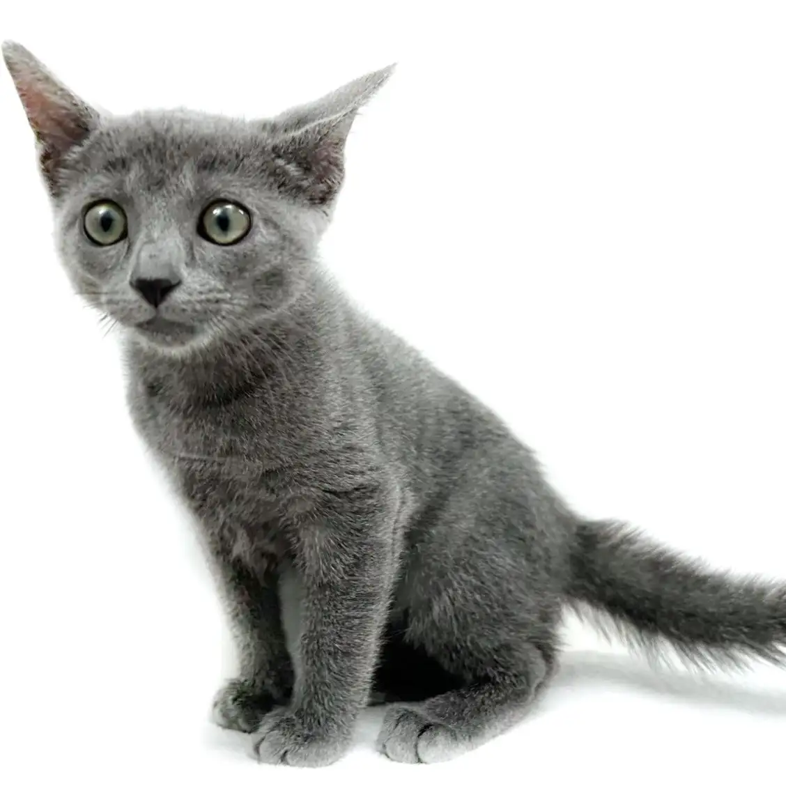 ロシアンブルー